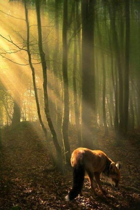 fox in forest